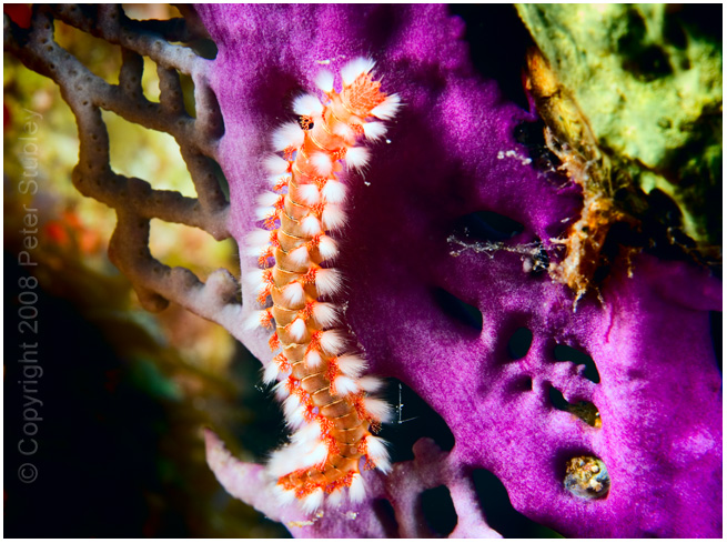Fireworm, Little Cayman