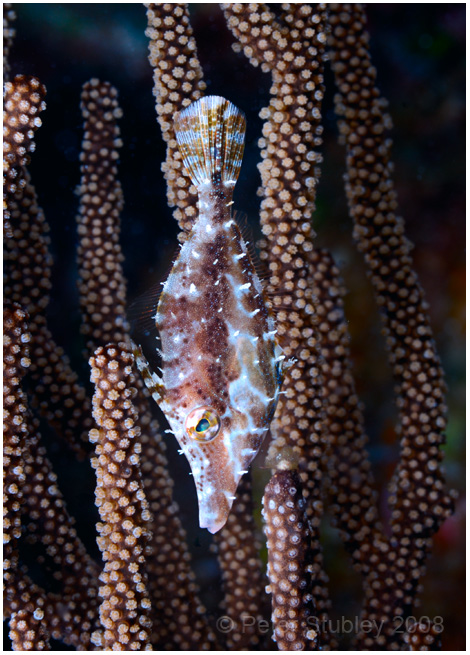 Slender filefish, Little Cayman