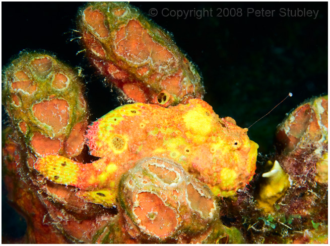 Frogfish