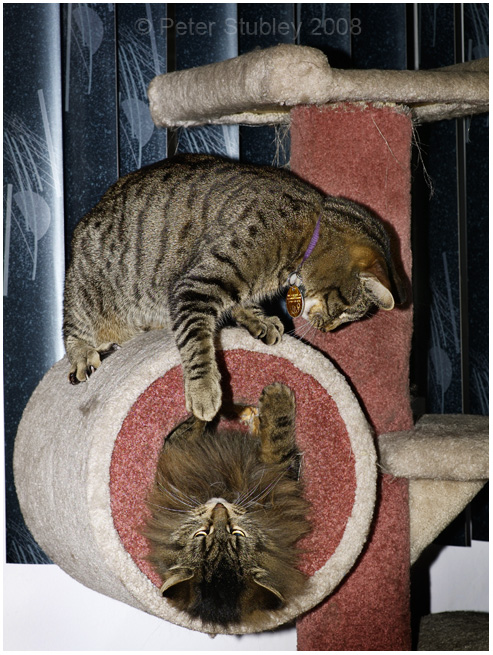 Fang and Nimitz