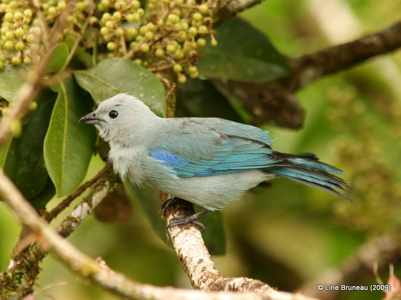 Blue-gray Tanager