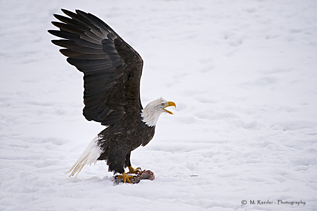 Bald Eagle