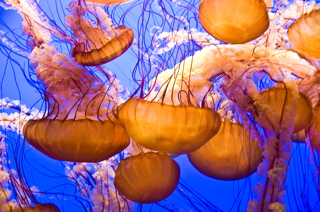 Jellyfish