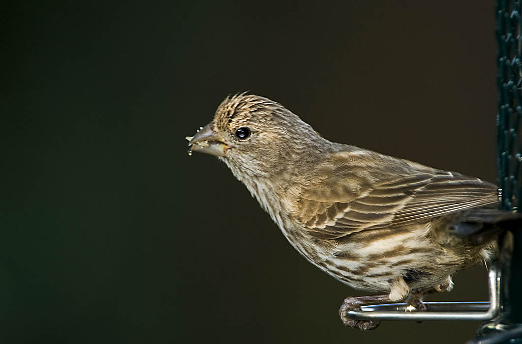 House Finch