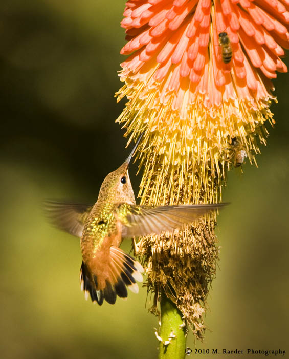 Hummingbird - Allen