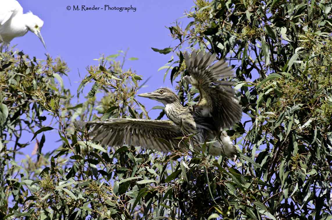 Night Heron- juvenile