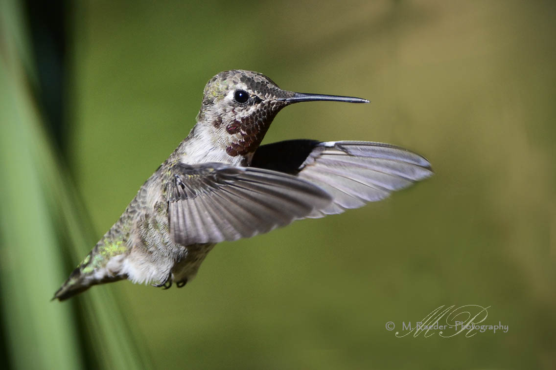 Anna Hummingbird