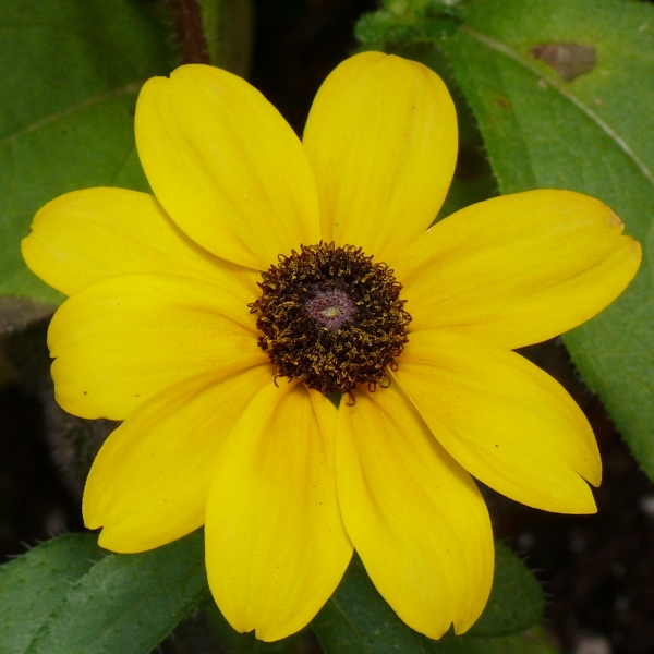 Yellow in the shade