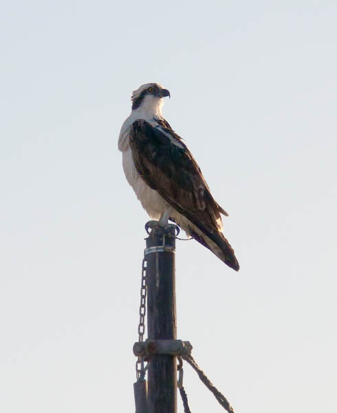 Osprey