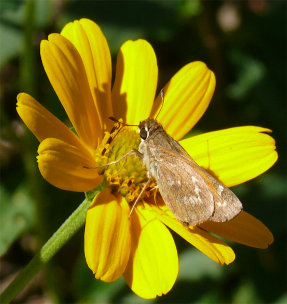Missouri Moth