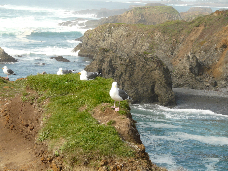 perfect example of unsharp picture...why is there no detail on the seagull?