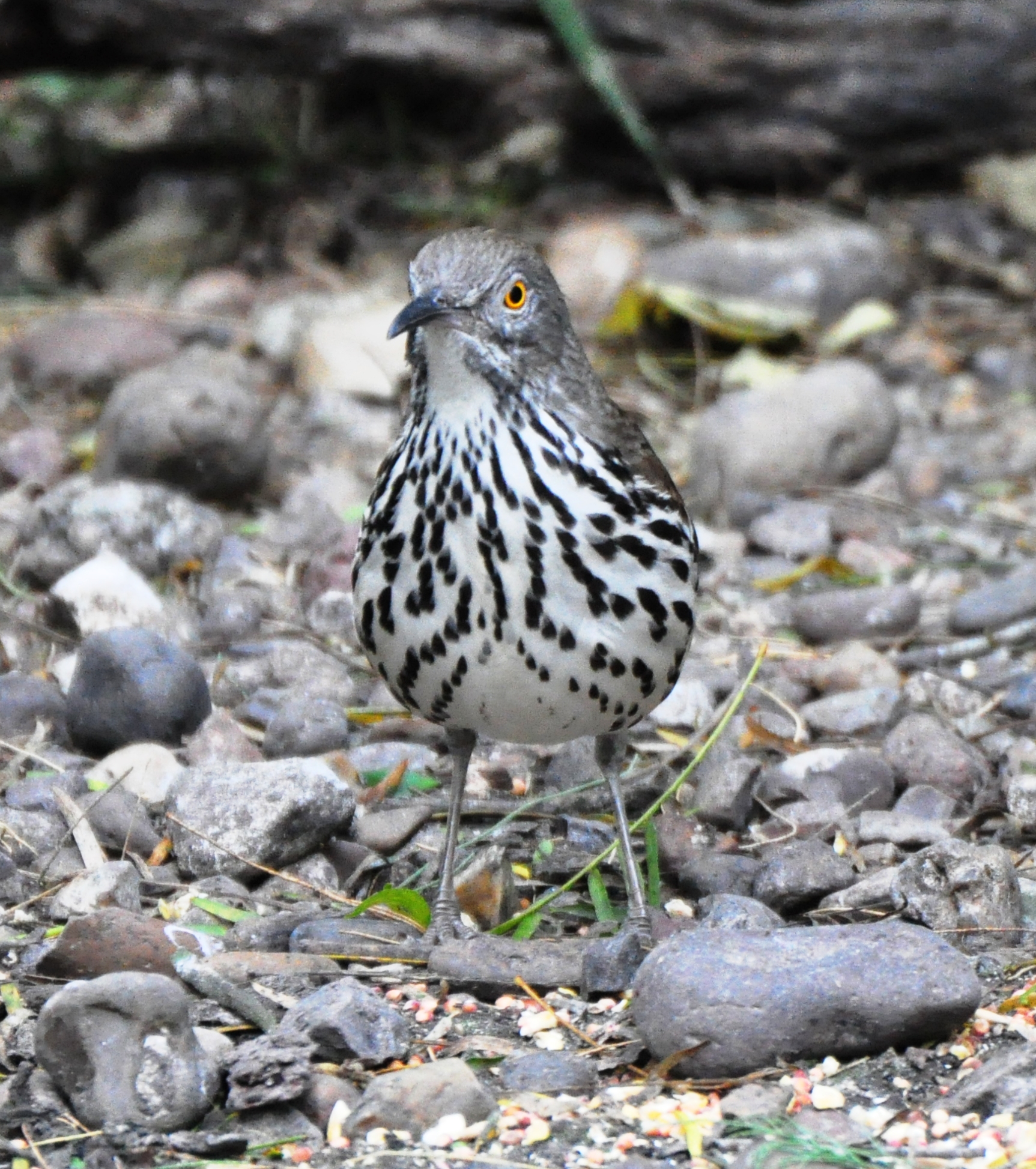 Long-billed Thrasher