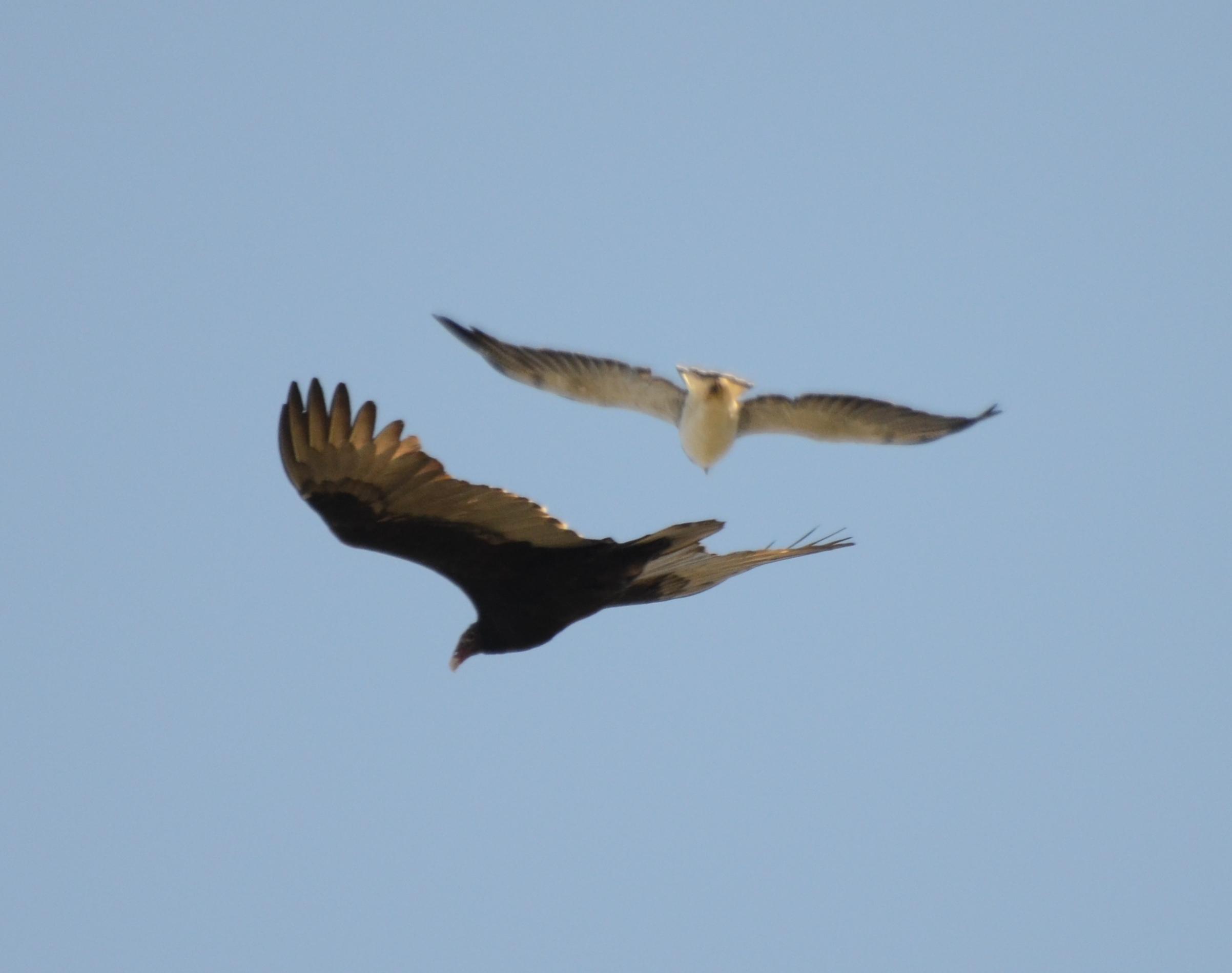 White-tailed Hawk and Turkey Vulture
