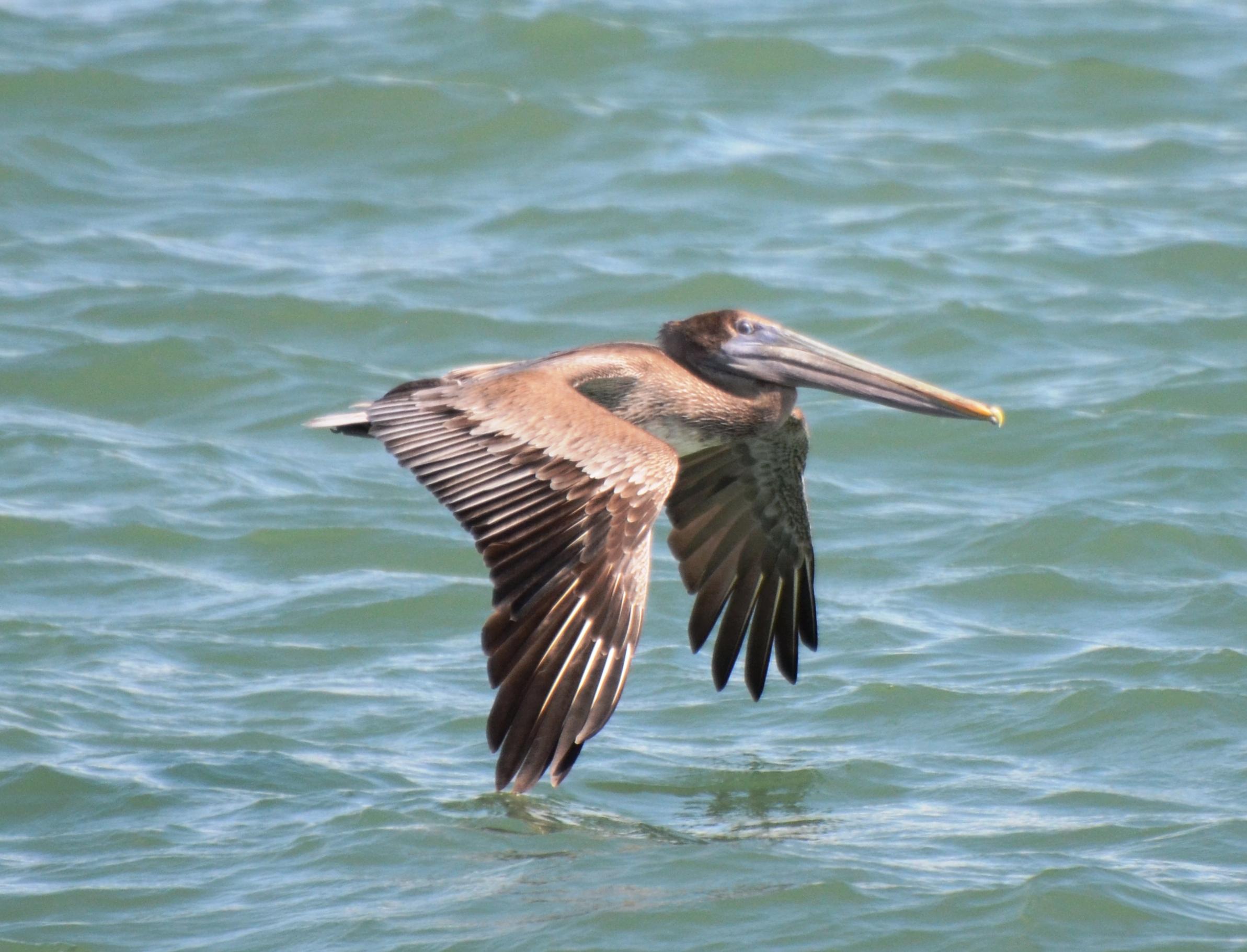 Brown Pelican, Juvenile