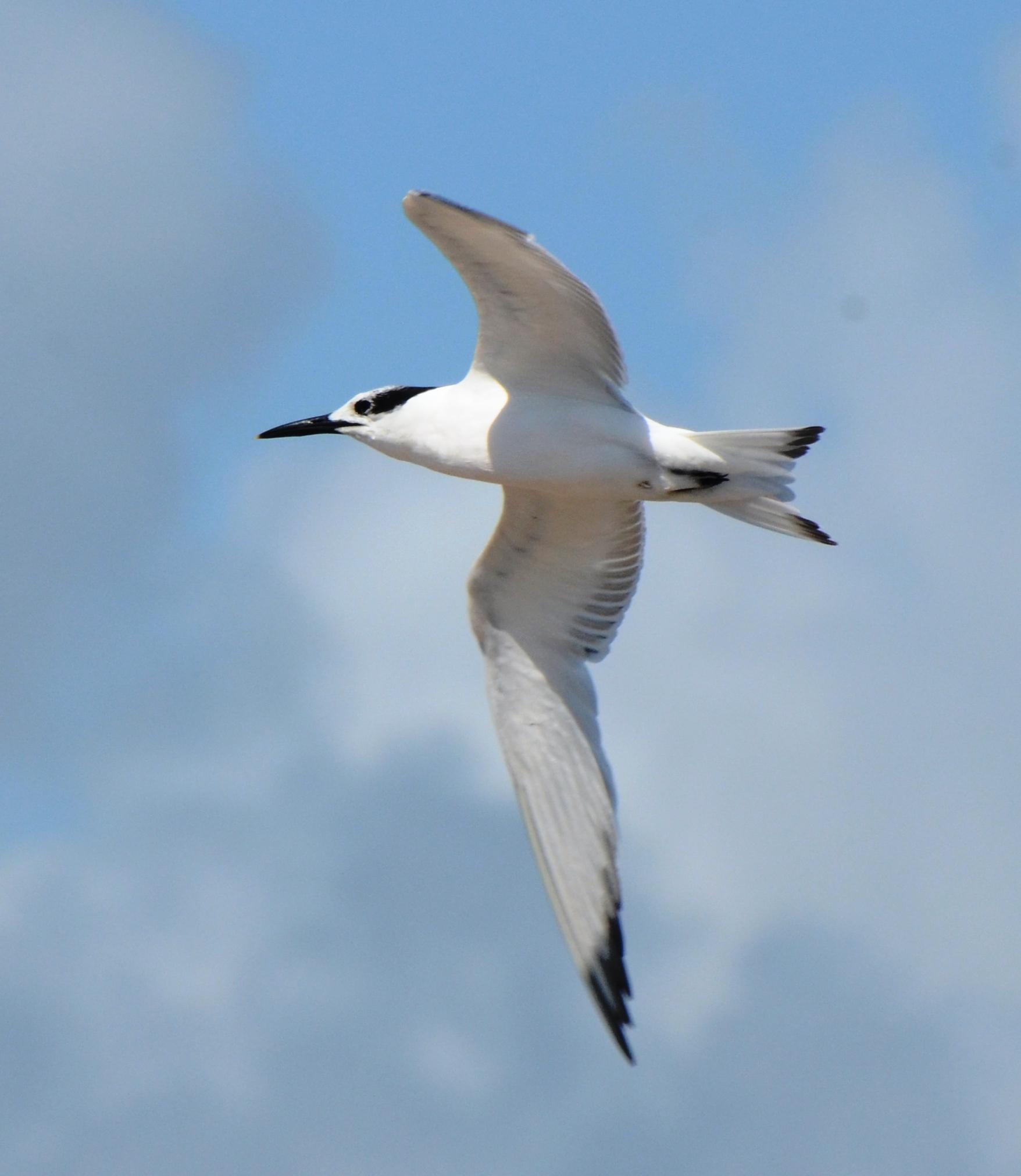 Sandwich Tern, Immature