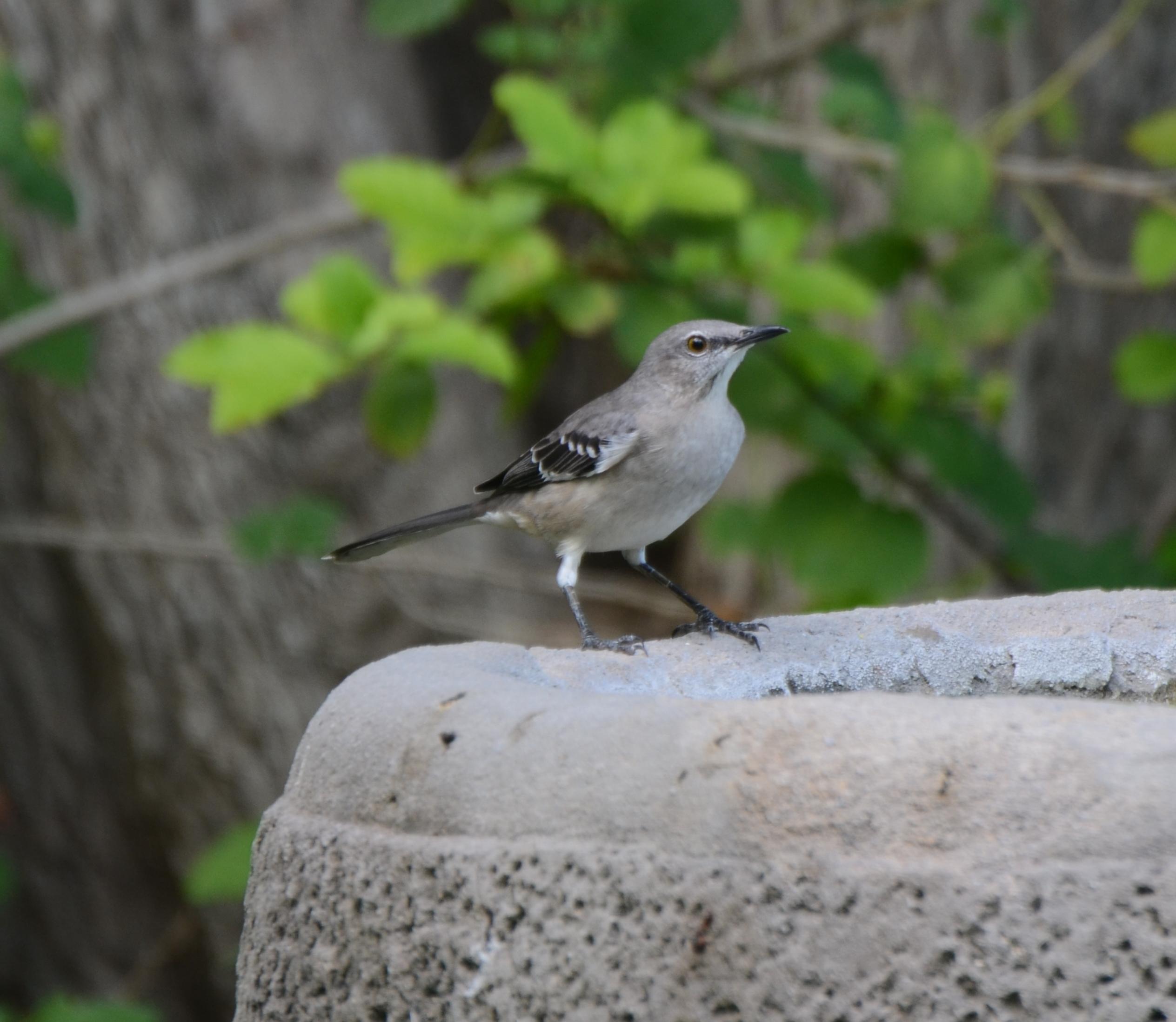 Northern Mockingbird