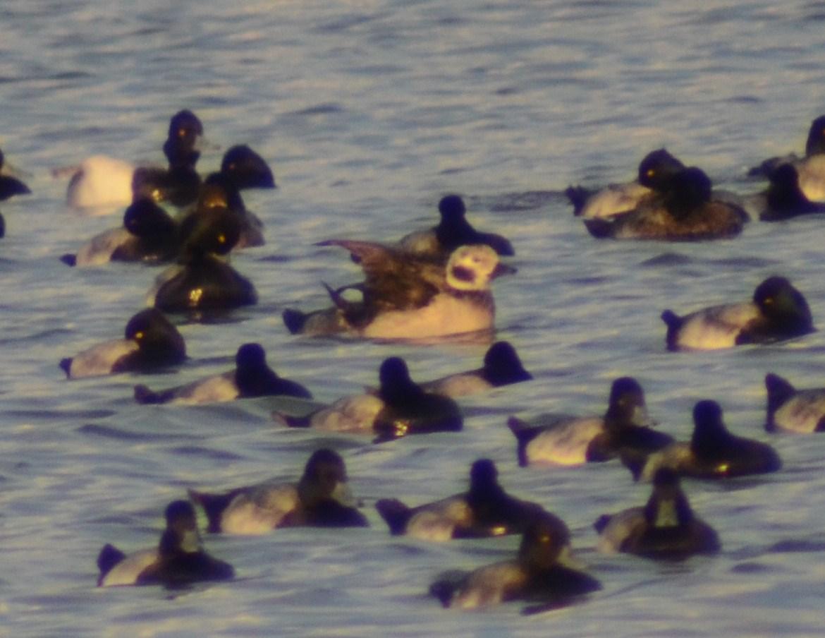 Long-tailed Duck, Female, Basic Plumage