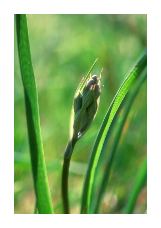 Common Camas 1