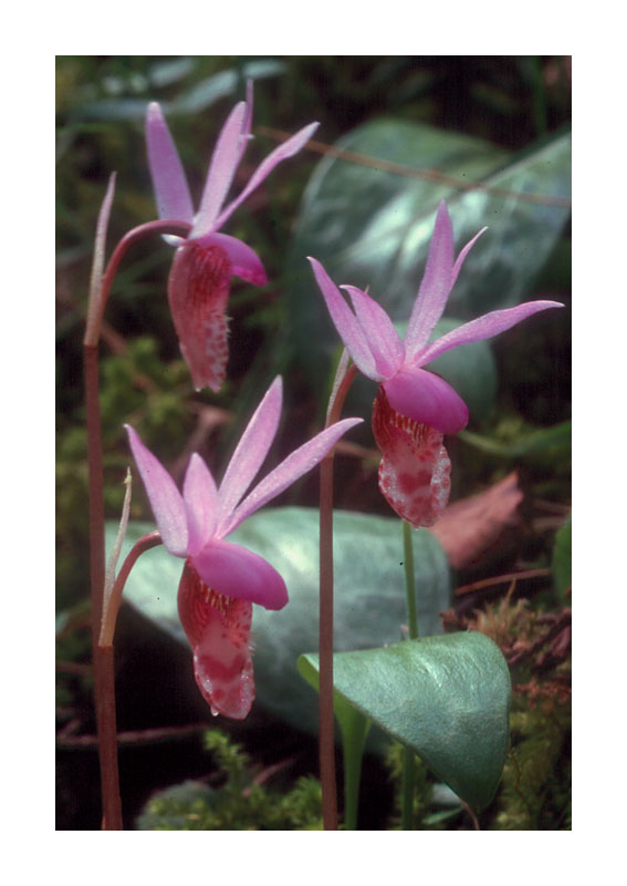 Calypso  Orchid 2