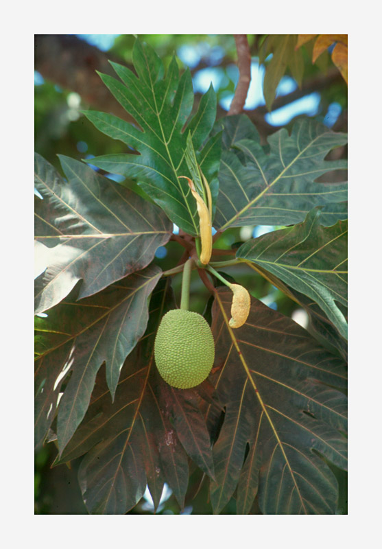 Bread fruit