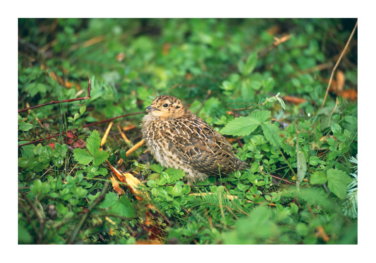 baby grouse