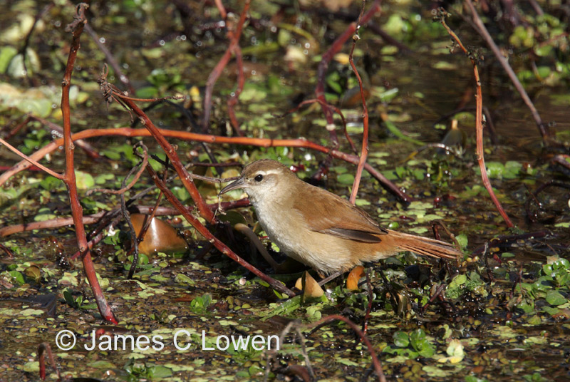 Curve-billed Reedhaunter