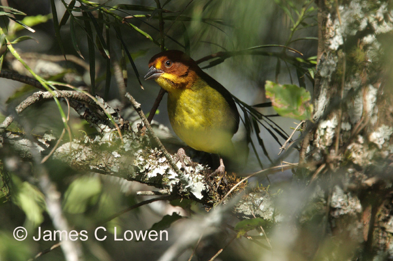 Fulvous-headed Brush-finch