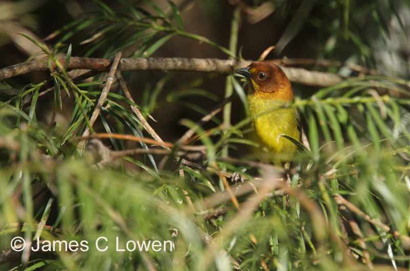 Fulvous-headed Brush-finch