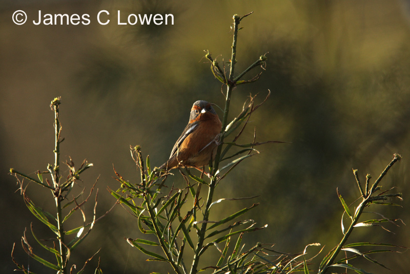 Rusty-browed Warbling-finch
