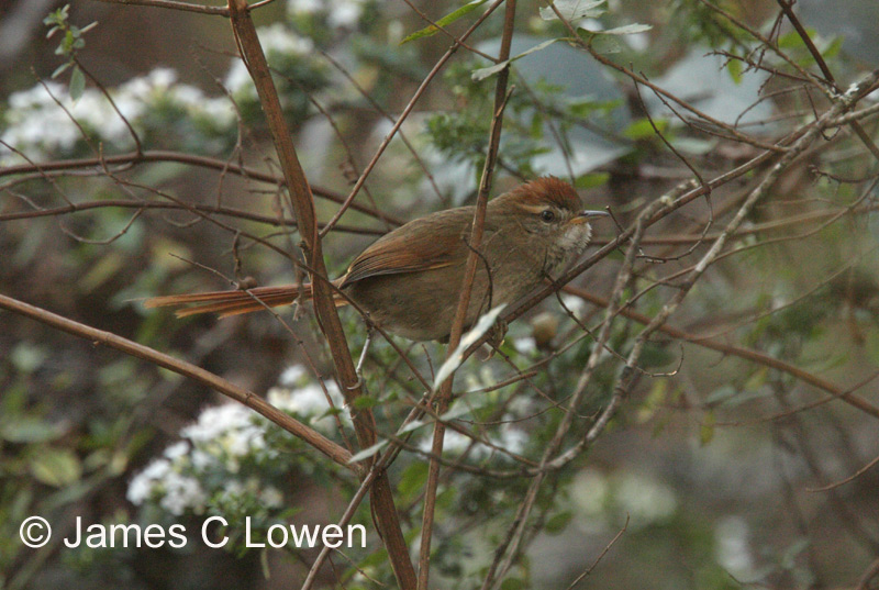 Azaras Spinetail