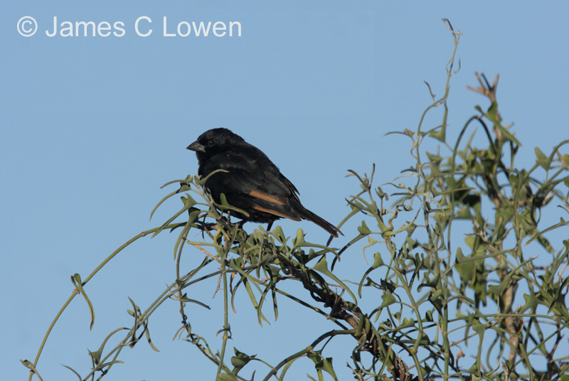 Screaming Cowbird