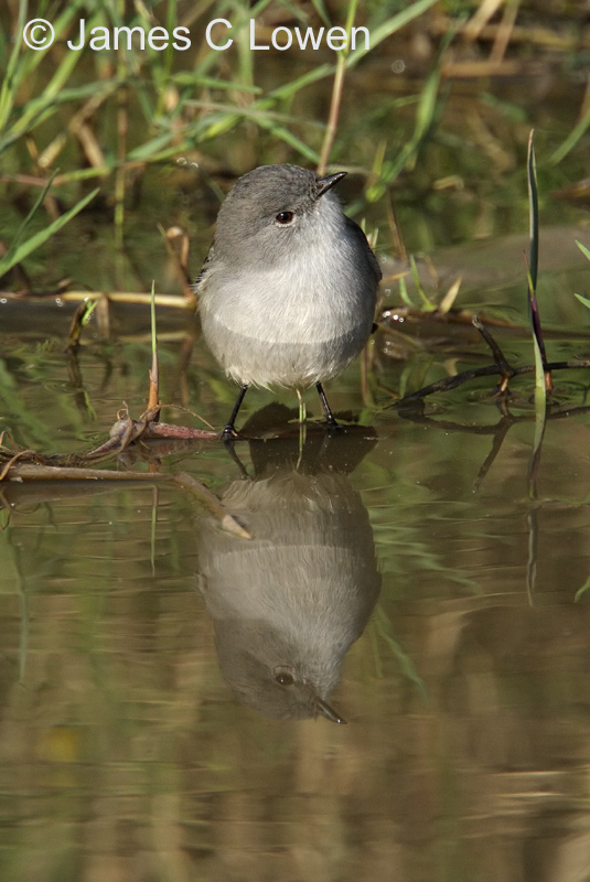 Sooty Tyrannulet