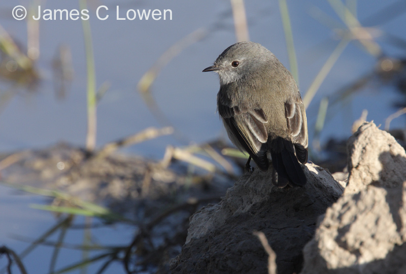 Sooty Tyrannulet