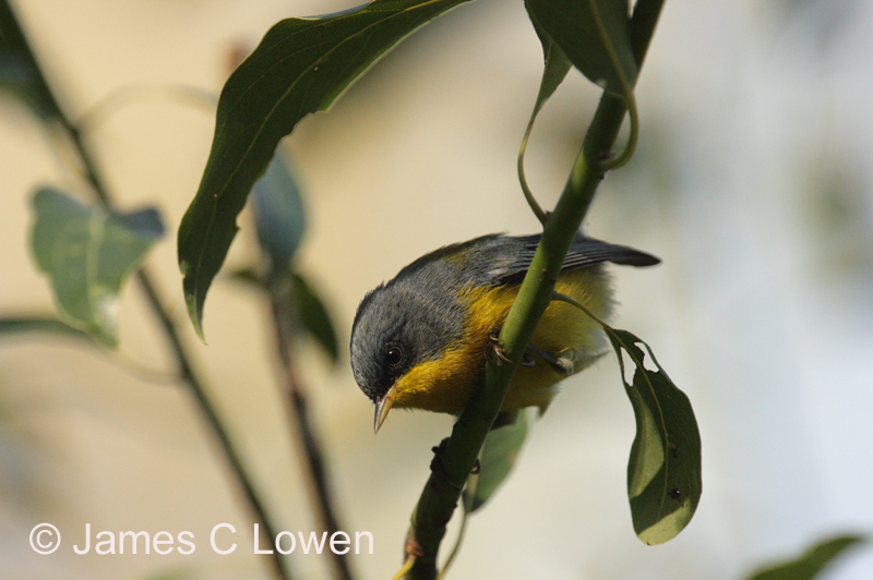 Tropical Parula