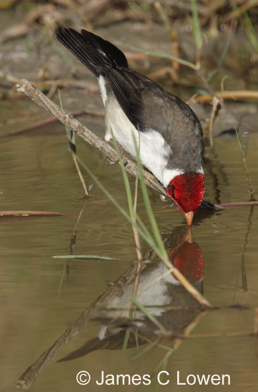 Yellow-billed Cardinal