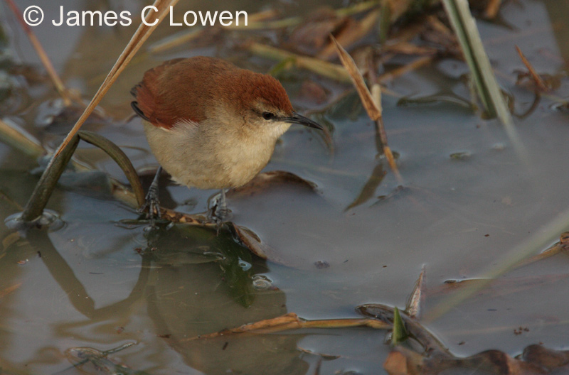Yellow-chinned Spinetail