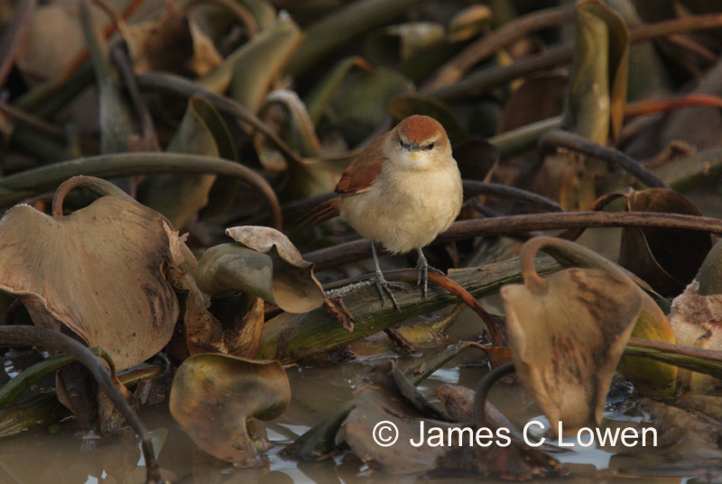 Yellow-chinned Spinetail