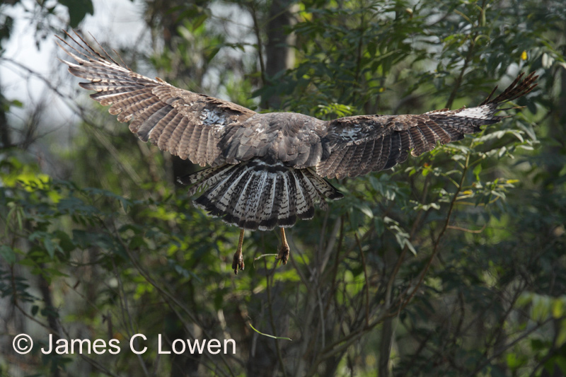 Great Black Hawk