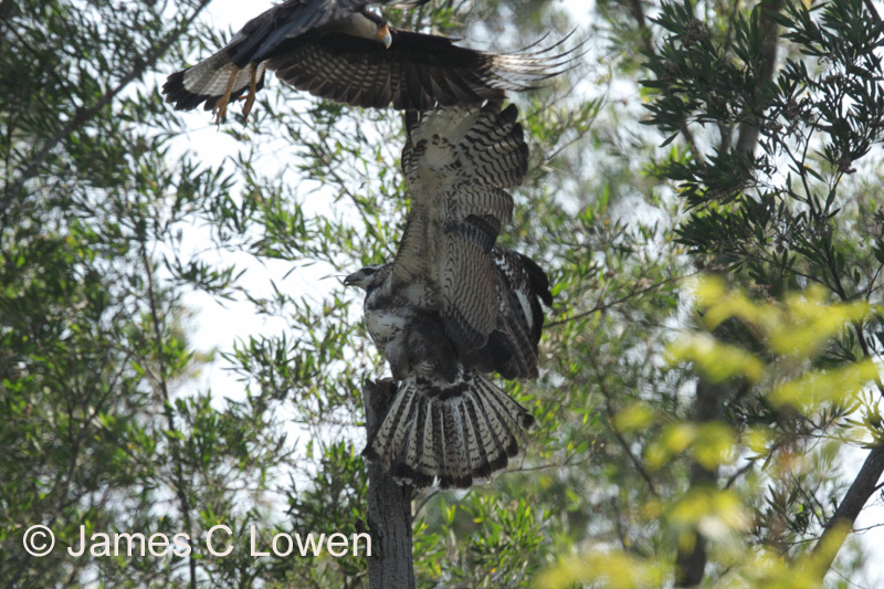 Great Black Hawk