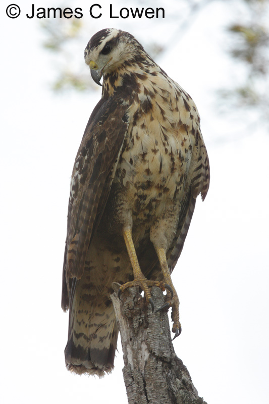 Great Black Hawk