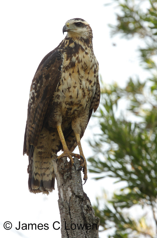 Great Black Hawk