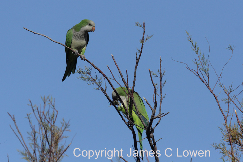 Monk Parakeet