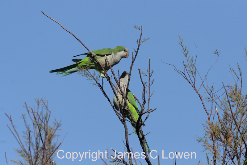 Monk Parakeet