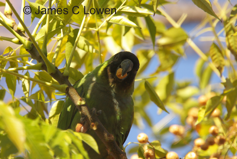 Nanday Parakeet