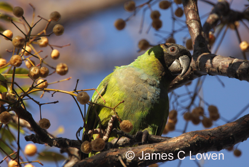 Nanday Parakeet