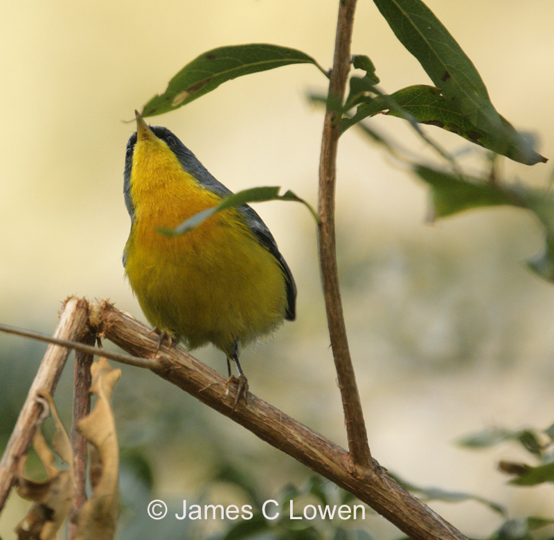 Tropical Parula