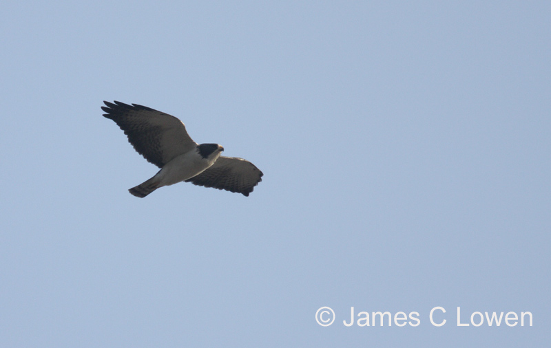 Short-tailed Hawk