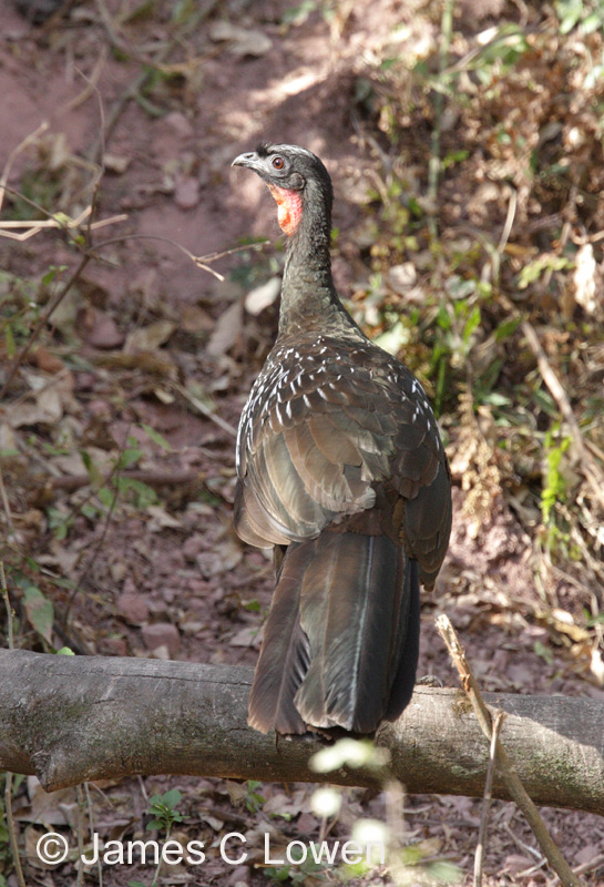 Dusky-legged (Yungas) Guan