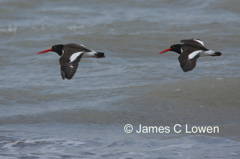 American Oystercatcher