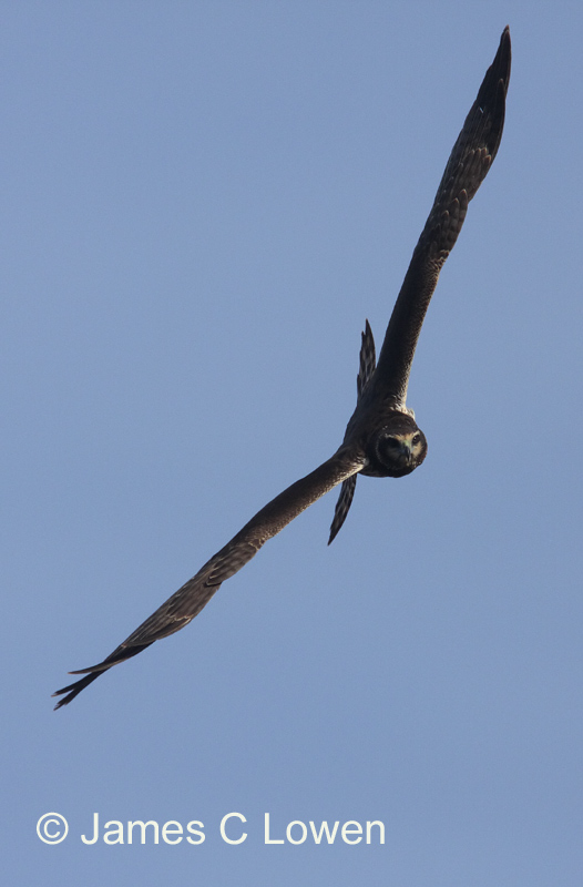 Long-winged Harrier